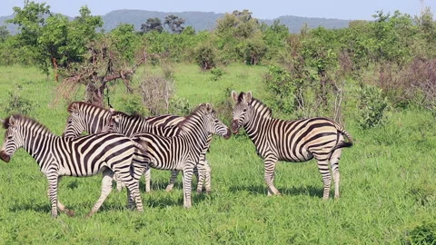 Zebra herd stand in sunny profile looking at camera on green savanna Stock Footage 304048777