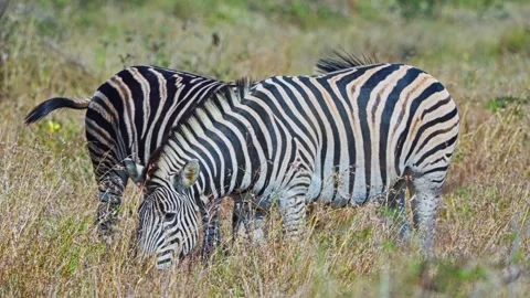 Zebra Herd Standing Together in Dry African Grassland Wildlife Habitat Stock Footage 345782166