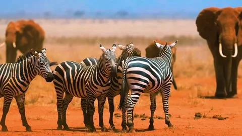 Zebra Herd Standing Together Stock Footage 323137381
