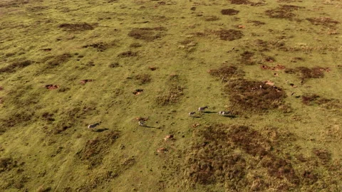 Zebra herd stroll casually over open grass plain in African wilderness 動画素材 337732290