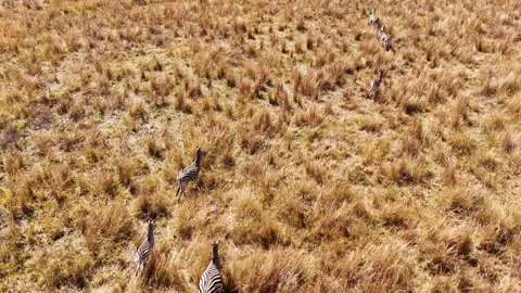 Zebra herd trotting through tall yellow grasses in field Stock Footage 341068553