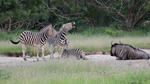Zebra herd waking up early morning Stock Footage 328143707