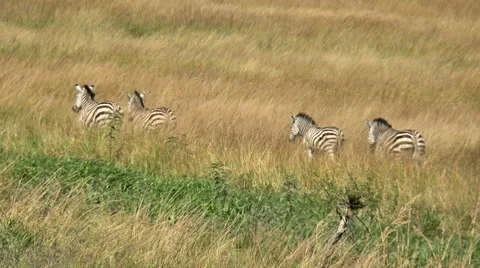 Zebra herd walking in the  bush Vídeo Stock 62507941