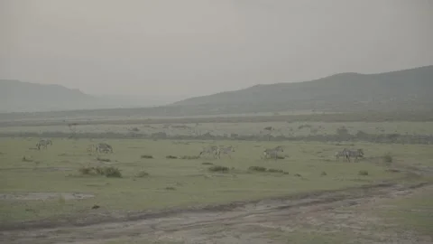 Zebra herd walking left to right in a grassland plain in the Serengeti, Africa Vídeos de archivo 248636258