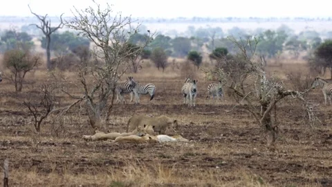 A zebra herd watching the lion pride Stock Footage 282656648