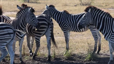 Zebra herd at the waterhole. Stock Footage 276262132