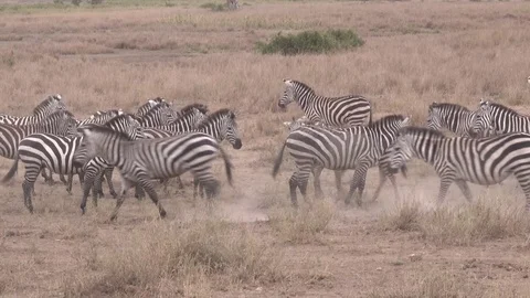 Zebra, Herd of Zebra run in the Savannah, Serengeti, Tanzania Stock Footage 83717710
