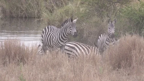 Zebra, Herd of Zebras run out of the lake, Tanzania, Africa Stock Footage 83717885