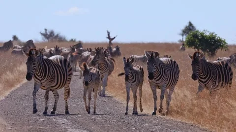 Zebra herds making their way to the waterhole. Stock Footage 277573422