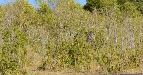 Zebra hidden by brush in Botswana 動画素材 104966915