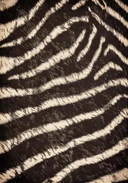 Zebra Hide Stripe Pattern Background Texture, 1920s Illustration Stock-Fotos