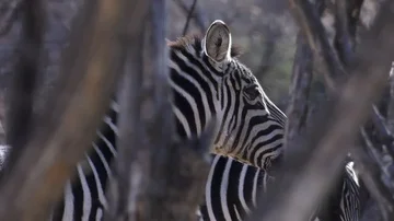 Zebra hiding in bush spots the camera Stock Footage 85721177