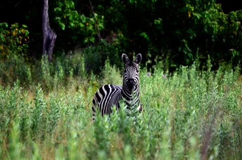 Zebra in high grass Stock Photos