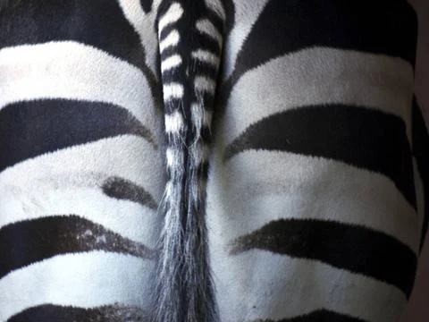 Zebra-Hinterteil Hinterteil eines Zebras Copyright: xZoonar.com/HeikexJest... Foto stock
