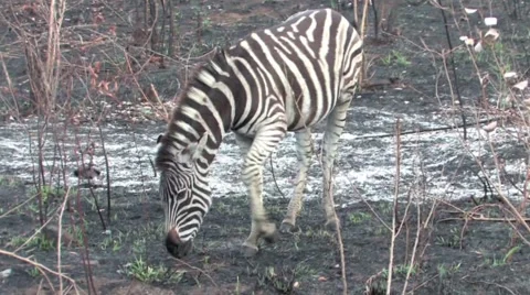 Zebra in Hluhluwe Stock Footage 951672