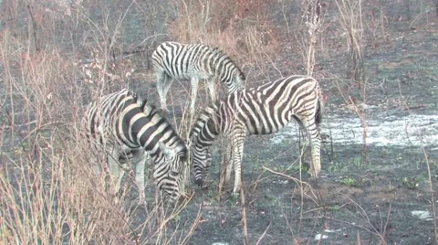 Zebra in Hluhluwe Stock Footage 951677