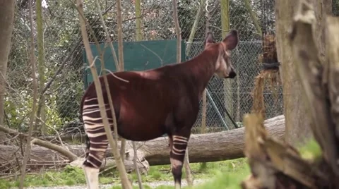 Zebra Horse Eating 스톡 동영상 48840129