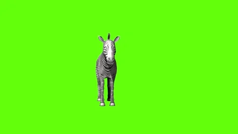Zebra idle breath green screen animation 3D rendering Stock Footage 297202238