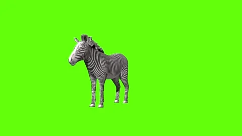 Zebra idle breath green screen animation 3D rendering Stock Footage 297202272