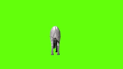Zebra idle eat green screen animation 3D rendering Stock Footage 297202076