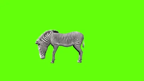 Zebra idle eat green screen animation 3D rendering Stock Footage 297202274