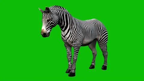 Zebra Idling Green Screen Animation Looped (1) Stock Footage