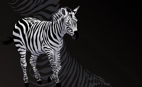 Zebra Stock Illustration