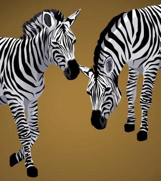 Zebra Stock Illustration
