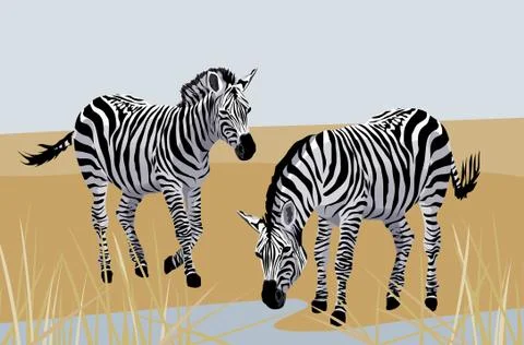 Zebra Stock Illustration