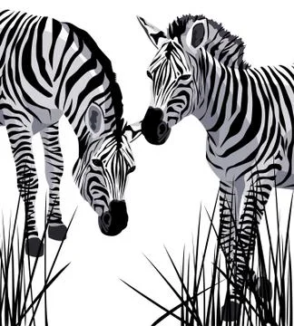 Zebra Stock Illustration