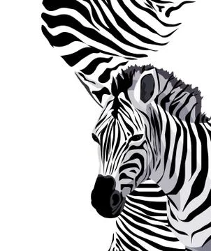 Zebra Stock-Illustration