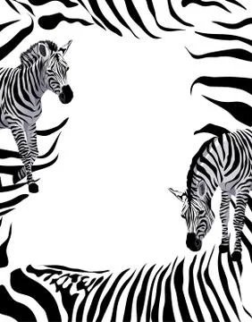 Zebra Stock Illustration