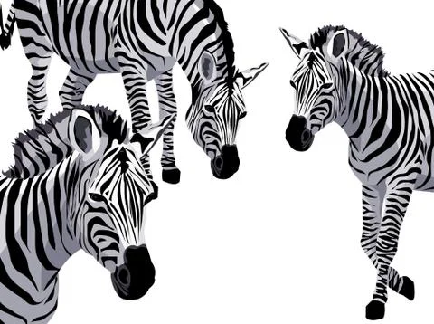 Zebra Stock Illustration
