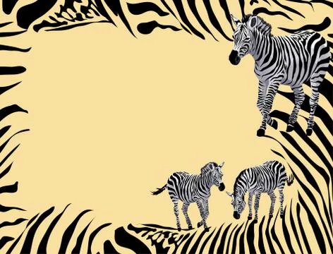 Zebra Stock Illustration