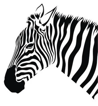 Zebra Stock Illustration