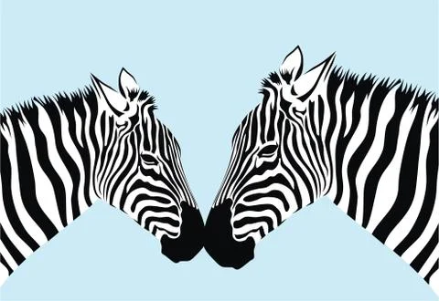 Zebra Stock Illustration
