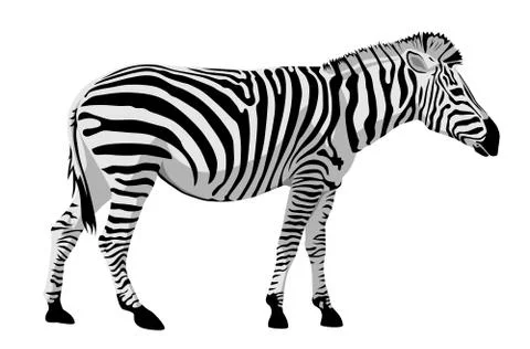 Zebra Stock Illustration