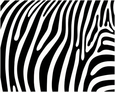 Zebra Stock Illustration