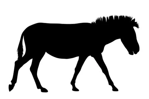 Zebra Stock Illustration