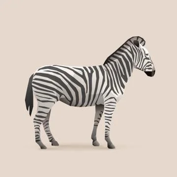 Zebra Stock Illustration