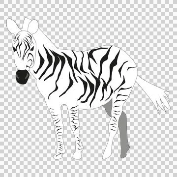 Zebra Stock Illustration