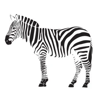 Zebra illustration vector Stock Illustration