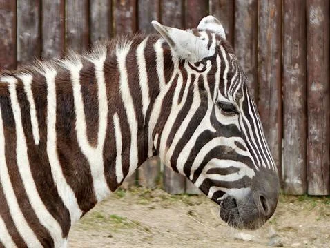 Zebra image face interaction. An artistic depiction showcasing zebra in mid.. Foto stock
