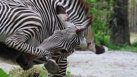 Zebra inside the Singapore Zoo Stock Footage 303822295