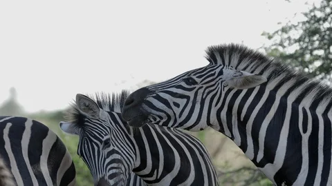 Zebra interaction Stock Footage 124924447