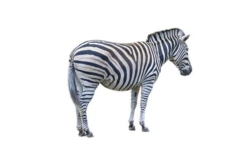 Zebra isolate. Zebra side view isolated on white background Stock Photos