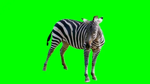 Zebra isolated on green background screen Stock Footage 332206463