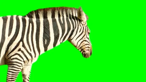 Zebra isolated on green background screen Stock Footage 332206637