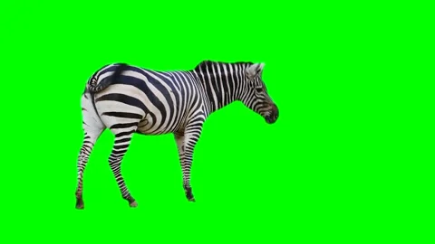 Zebra isolated on green background screen Stock Footage 332206645