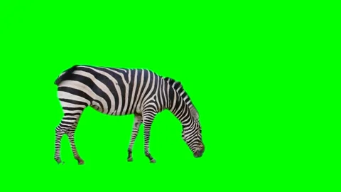 Zebra isolated on green background screen Stock Footage 332206758